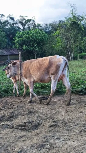 Vendo novilhas de primeira cria e bezerrinha. 