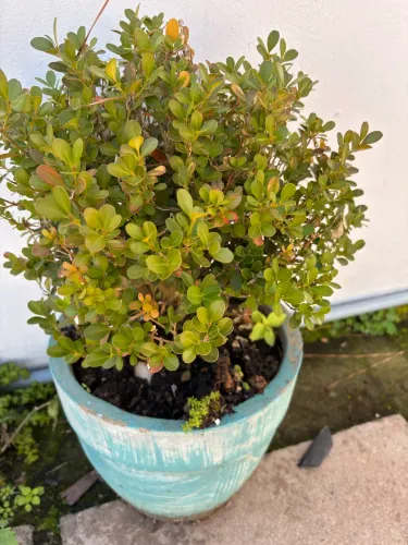 Vaso concreto com planta