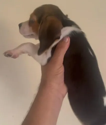 Beagle com excelente procedencia