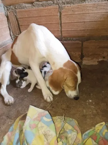 Cachorras