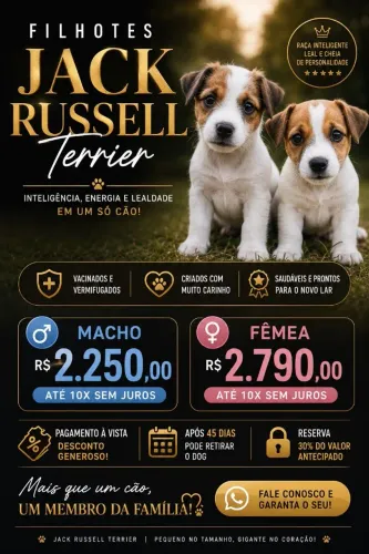 Seu Filhote de Jack Russell está aqui!
