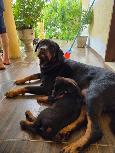 Filhotes de Rottweiler - 2 Fêmeas e 1 Macho - R$ 1.000,00 - Paracuru