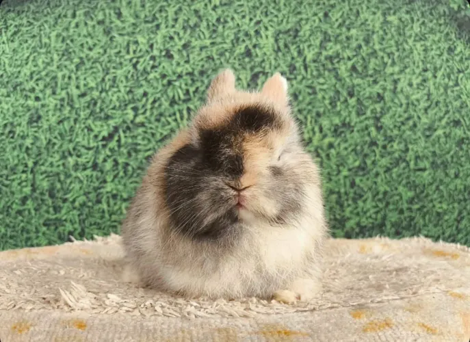 Coelho Anão Netherland Mini |Padrão Pet