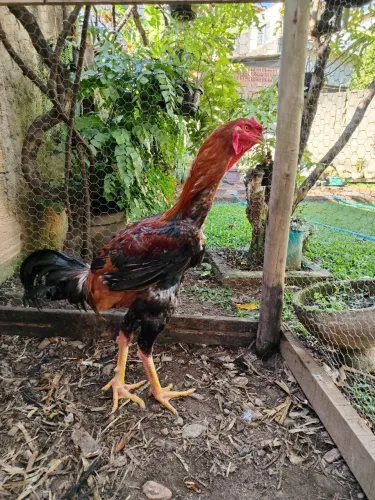 Índio Gigante