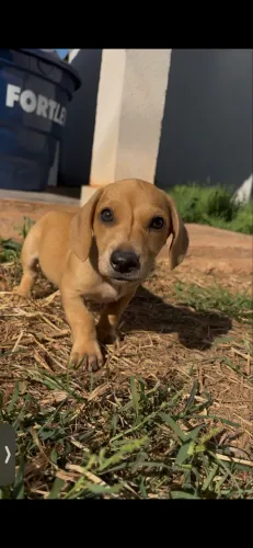 Dachshund MACHO FILHOTE