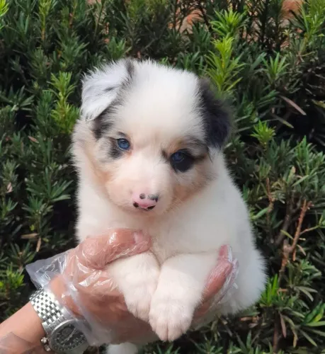 Border Collie, vermifugado, 46 dias