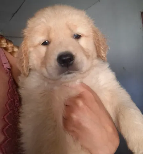 Filhotes de golden retriever fêmeas 