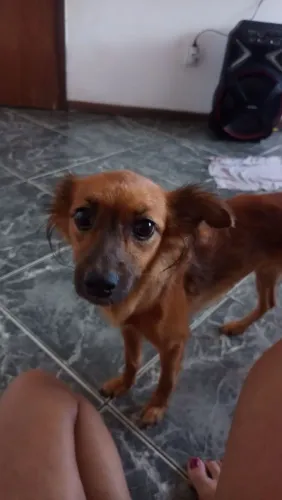 Doação de um dog