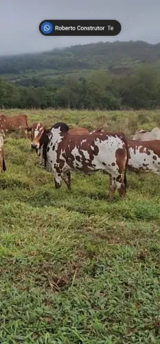 Touro Nelore pintado já servindo 