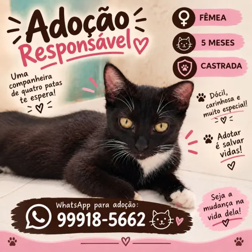 Gatinha para Adoção Responsável