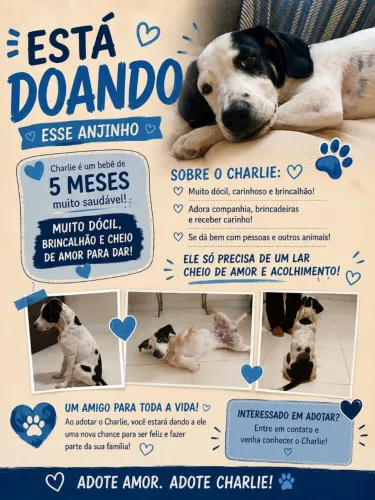 Doação filhote vira-lata 