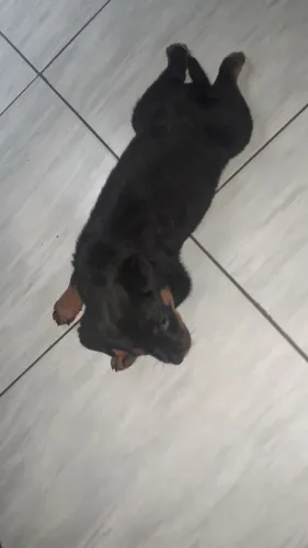 vendo fêmea rottweiler