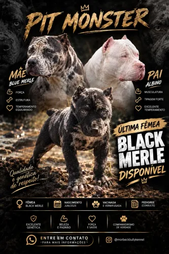Filhote de pitmonster