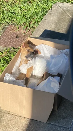 Cachorro vira lata porte pequeno