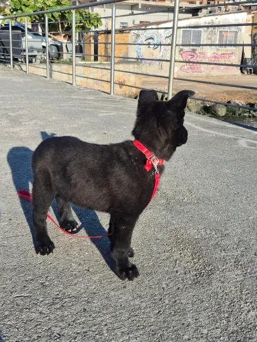 Vendo filhte de pastor belga com malinois.