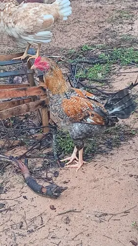 Caipirão Galo $45