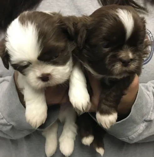 Shih Tzu Pet especial esperando seu próximo destino