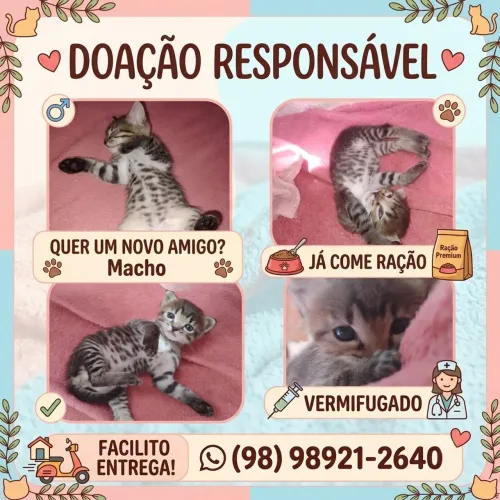 Gatinho para doação