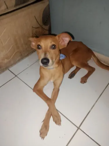 Me chamo pérola preciso urgente de um lar