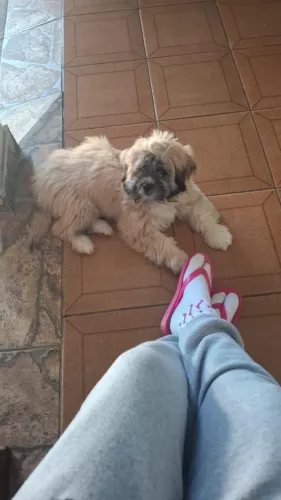Cachorro doação