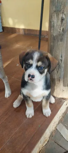 Cachorro doação adoção 