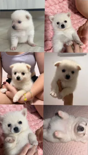 Vendo Lulu da pomerania 