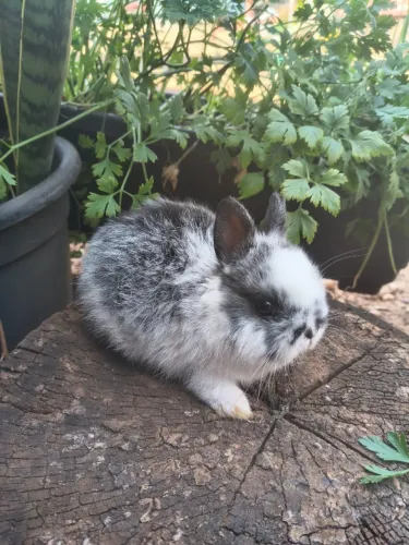 Mini coelhos Netherland