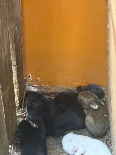 Coelhos