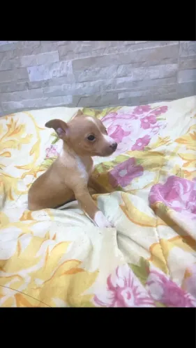 Vendo Pinscher $500