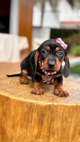 Fêmea Dachshund Linguicinha