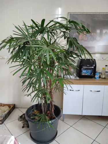 Palmeira-ráfis (rhapis excelsa) 1,50m + vaso grande
