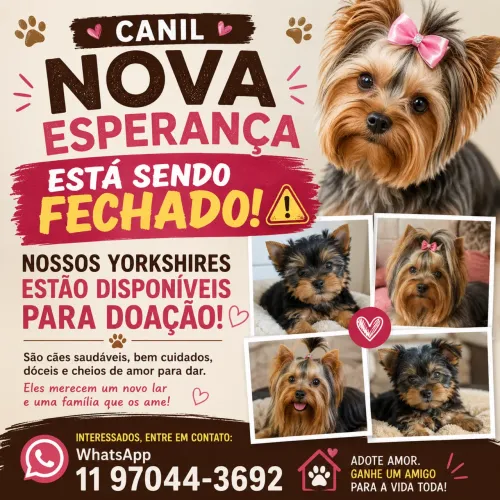 Cachorros disponíveis pra adoção 