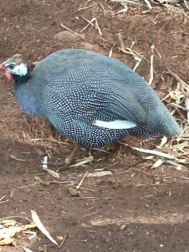 Angola 