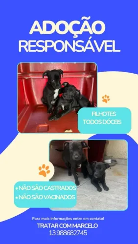 ADOÇÃO DE CACHORROS