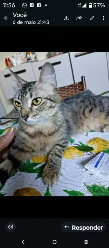 Gato para doar