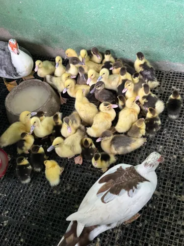 Patos 