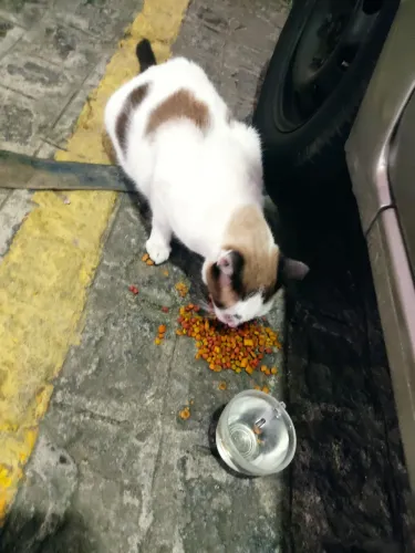 Gata castrada abandonada em condomínio