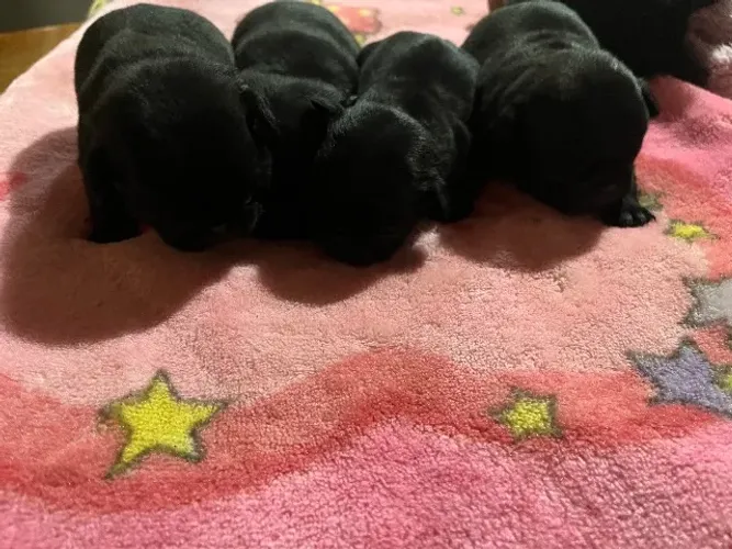 Pugs machos