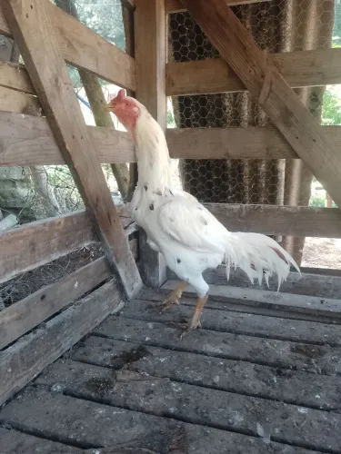 Vende-se galo índio puro