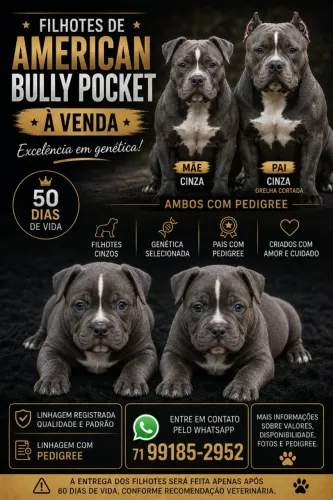 Filhotes de fêmeas American Bully's
