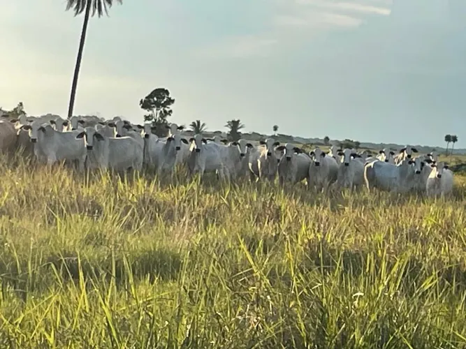 Fazenda no Tocantins 