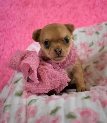 Chihuahua Fêmea Chocolat: Filhote Adorável Esperando Por Você!