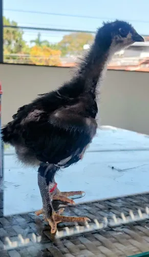 pintainhos GSB (galinha sertaneja balão)