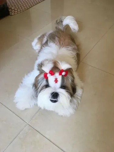Shih Tzu Fêmea - Linda e Carinhosa para decorar sua casa