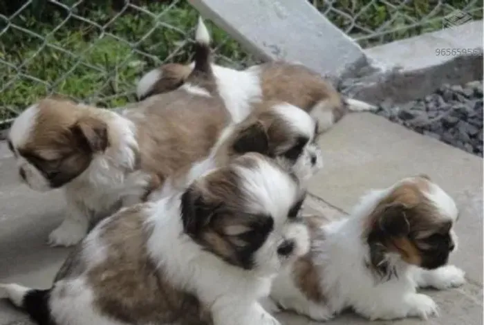 Bebês Shihtzu machos e fêmeas vacinados