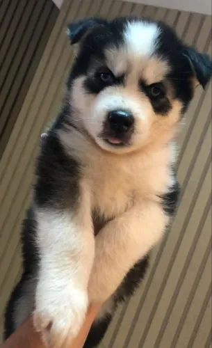 Husky Siberiano com Desconto Black Friday - Entrega Imediata!