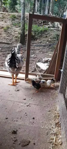 Pintinhos caipira e galinha 