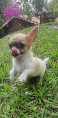 Chihuahua - Macho - Pedigree - 2 meses de vida - 11.949.33.76.34 - Loja física e canil