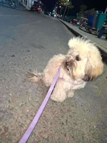 Cachorra shitzu disponível para venda está no ciu