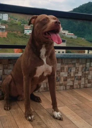 Estou doando esse cachorro por motivos maiores Raça pitbull Muito dócil manso e amigo